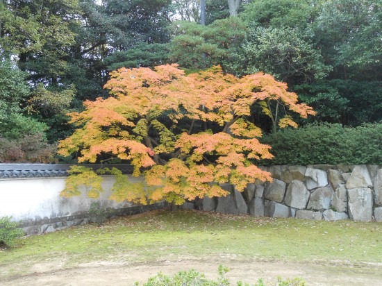 屋島寺の秋
