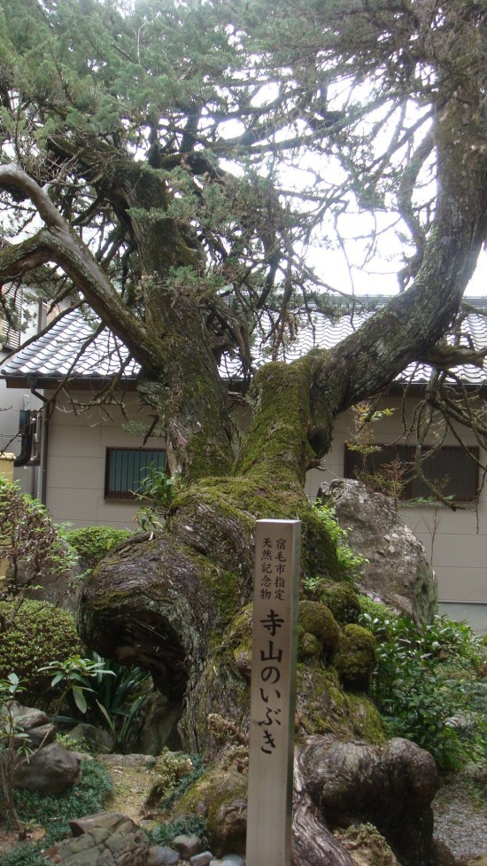 中にある天然記念物「寺山のいぶき」は樹齢５００年。