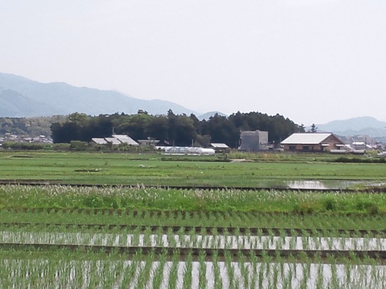 田んぼのなかの　国分寺