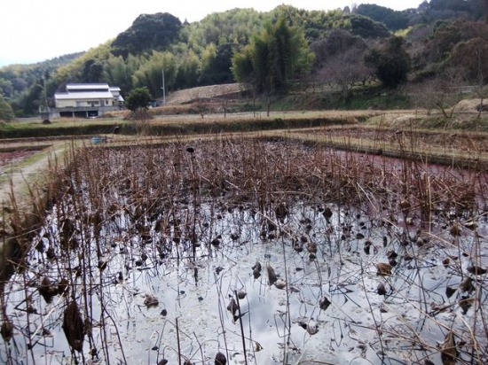 蓮の花はありません！夏頃咲くのかな？