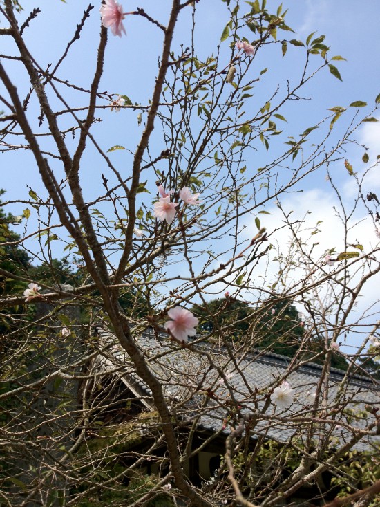 境内の桜