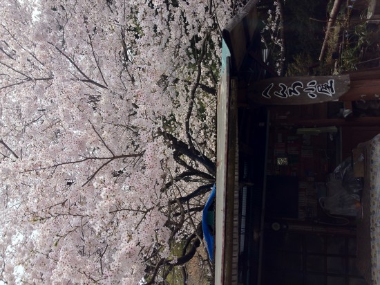 遍路小屋。桜が満開だった。