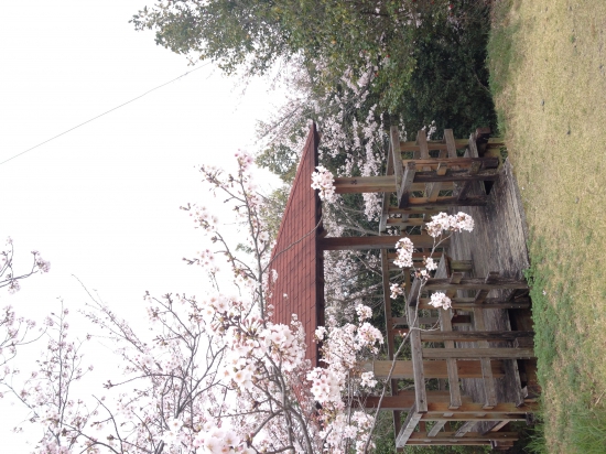 神峰寺まであと少しのところにあり東屋。桜が満開で、景色が素晴らしい。