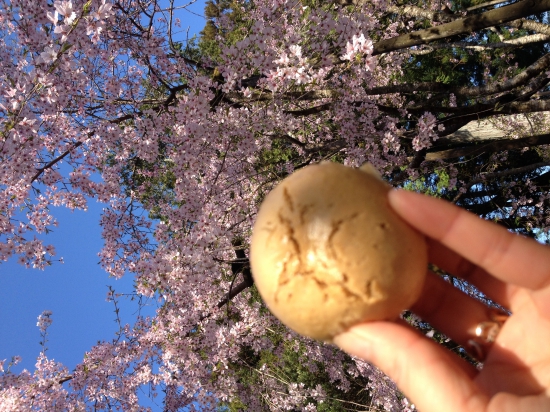 これが念願のへんろ石饅頭だ！！枝垂れ桜を見ながら、いただきました。花より団子、枝垂れ桜よりへんろ饅頭だったりして。