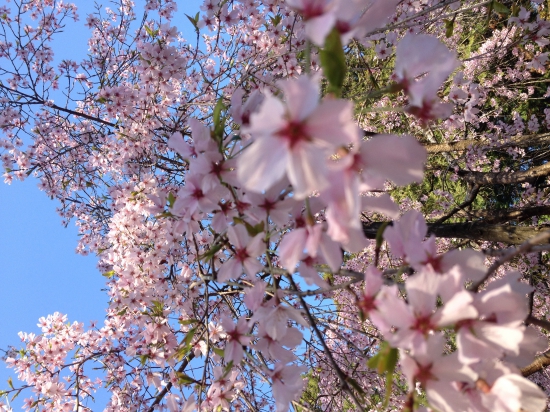 境内の桜は満開。ものすごくキレイでした。