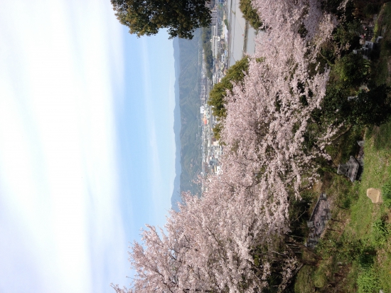 登り始めて直ぐのお墓からの景色。桜が満開でした。