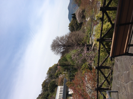 牧野植物園。たくさんの花が咲いていました。一番良い季節なのかも。