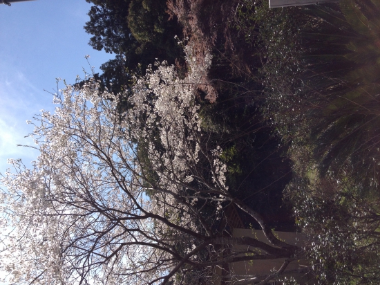 桜が満開でした。