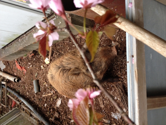 国民宿舎土佐で飼われているイノシシのあいちゃん。ダンディ水谷さんが3年前に可愛いウリ坊が居たから、見に行こう！と言うので支配人の案内で見に行くと、、、ウリ坊はすっかり大人になり、巨大イノシシに（;￣O￣）怖かった?。