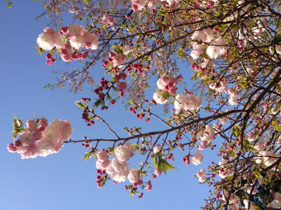 桜が綺麗でした。