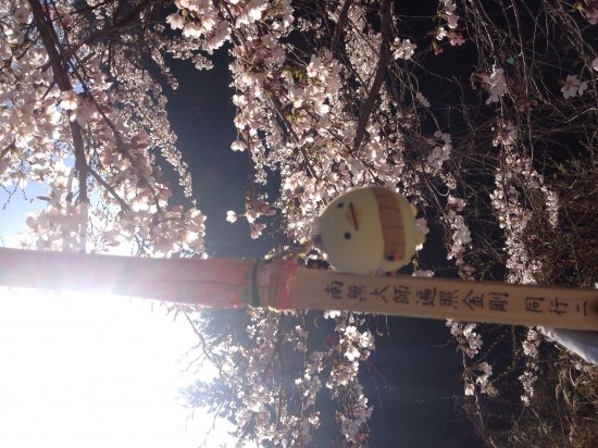 久万高原の満開の桜はとても綺麗だった。この後、悲しみの出来事が待っていようとは知る由もない。