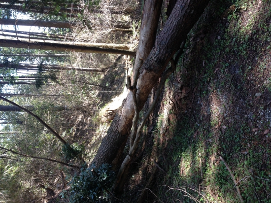 農祖峠の倒木。下ばかりを見ていると、倒木で頭を打つこともある。