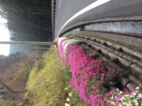 古岩屋荘からしばらく歩いた、朝の県道１２。芝桜や水仙が綺麗に咲いていた。