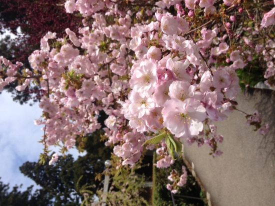 この種類の桜はまた咲いていた。ちょうど満開ですごくキレイでした。