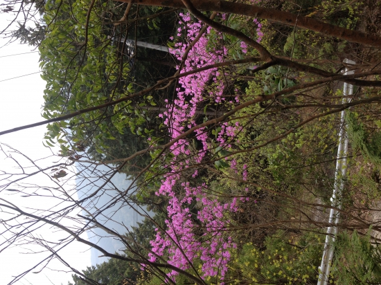 横峰から香園寺へ向かう下りの山道にて。ピンクの山ツツジがたくさん咲いていた。四国は春爛漫です。