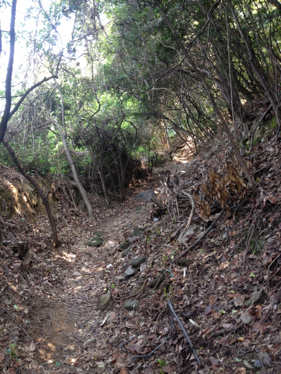 こんな感じの山道です。