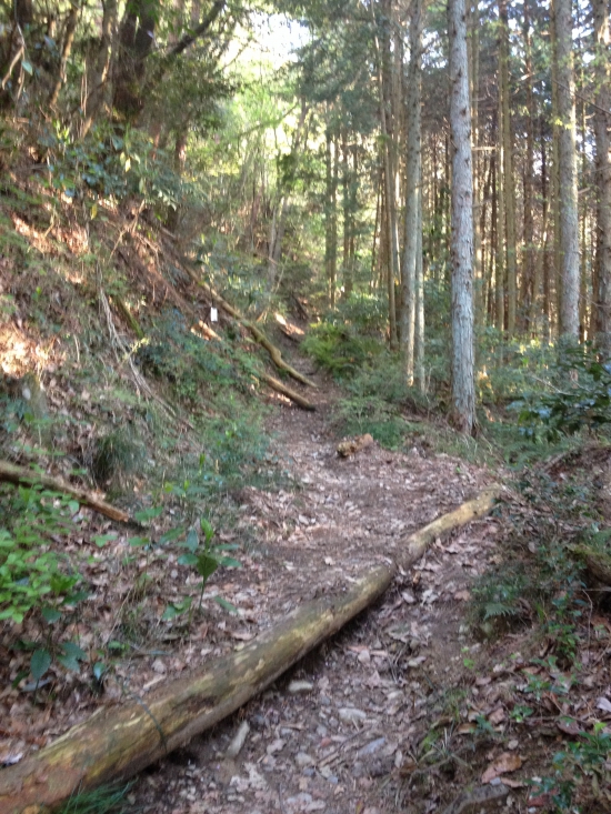 倒木も多い山道。この先から薄暗く深い山道へと入って行かなければならない。