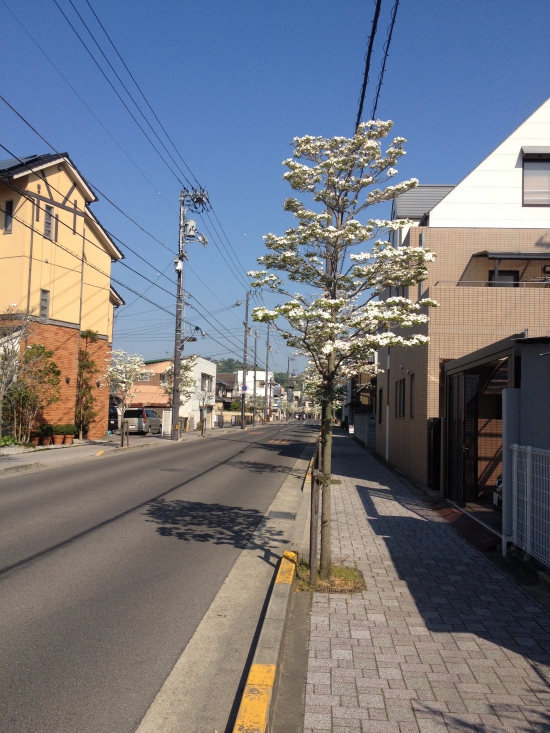 観音寺の街に入ると、街路樹のハナミズキが満開だった。