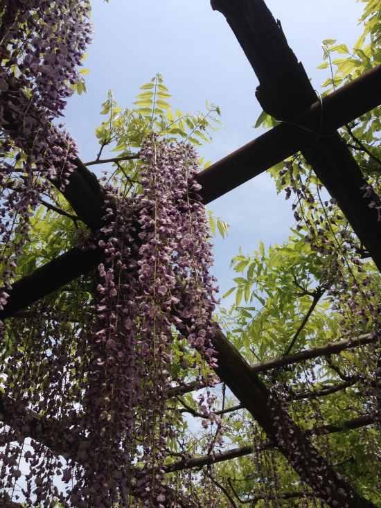 岩田神社と藤の花。遍路道沿いなので藤の季節は是非見に行ってください。