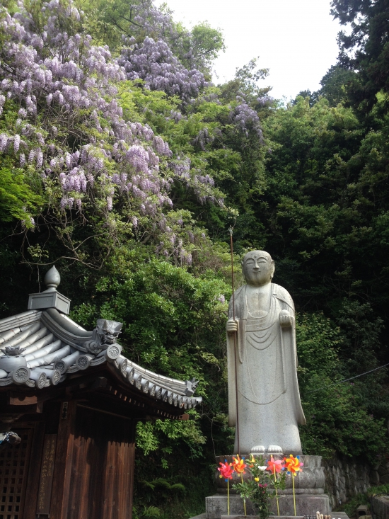 大師堂近くには藤の花が満開でした。