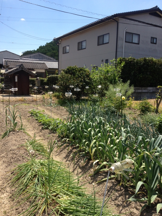 日差しは夏です。ジリジリと照りつける太陽の下で、畑のペットボトル風車がカタカタ元気よく回っていました。