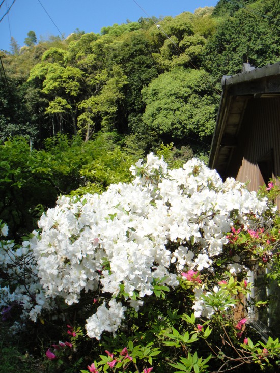 もう少しで恩山寺です　白いつつじと青空がきれいでした