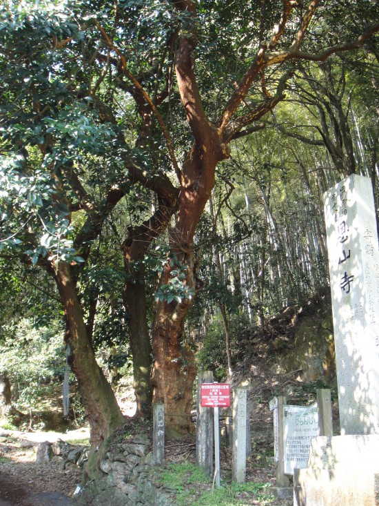 入口付近に大木と石碑が