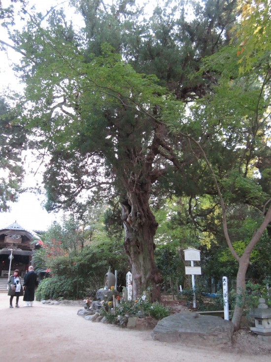 樹齢1,000年を超す大樹イブキビャクシン（市天然記念物）です。