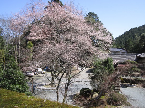 花見できるね