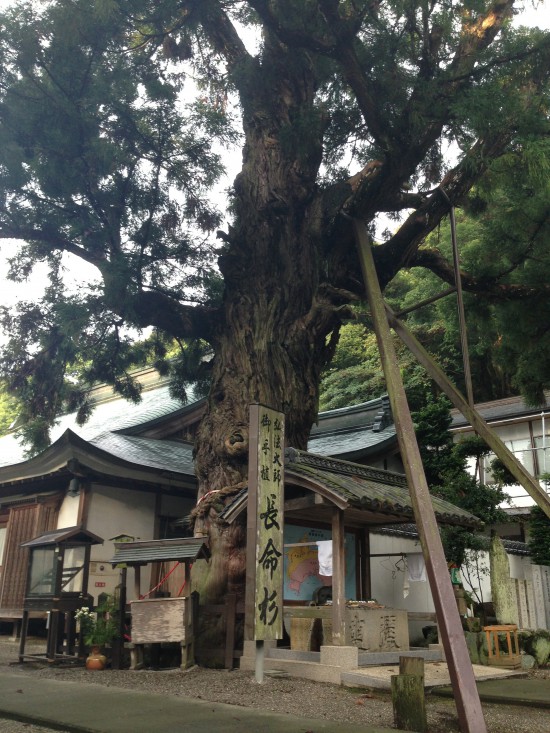 「極楽寺」に一番のり(二番なのに？)7時納経所オープンで一番に納経して頂きました。(誰かくるまで一人待ったらよかったかな(^^；)