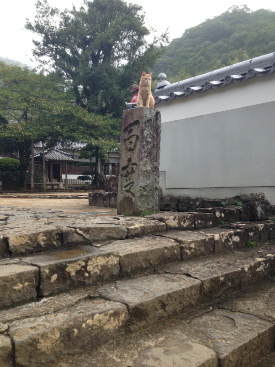 なんと「大日寺」ににらみをきかせた猫さんが、お参り終わってもこの場所で(^^；なんか新鮮でよかったです。今まであったことなかったんだけどな