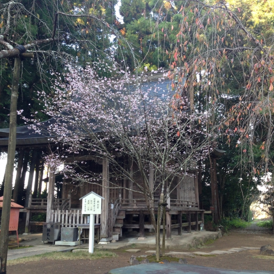 国分寺にて。秋なのにピンクに癒されます。