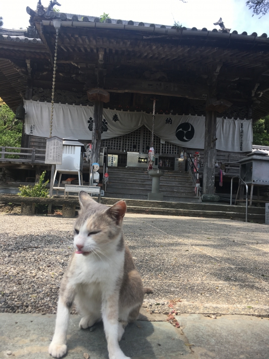 こいつなかなかの大物。本堂前からびくりともしない。むしろ寄ってくる。