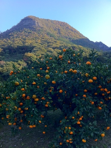 みかんの木と我拝師山