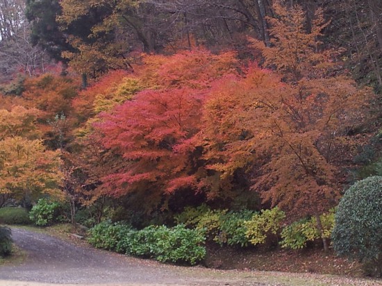 竹屋敷庭園の紅葉です(^^)