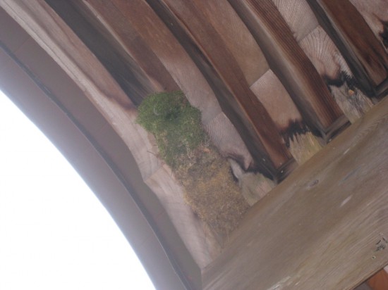 苔を集めた巣の中に鳥がいます