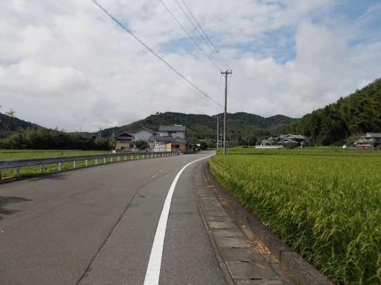 ９：００頃、すでに、たわわに実る稲穂の中を歩く。