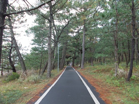 松並の中を歩く遍路道。すぐ近くから波音が聞こえる。