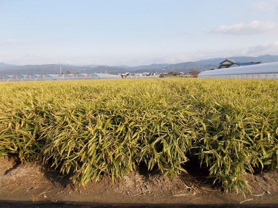 枯れた笹の葉のような生姜畑。土佐は、生姜の産地とのこと。初めて見る光景である。