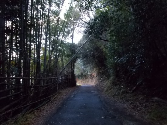 7:40頃、山中の遍路道を歩く。