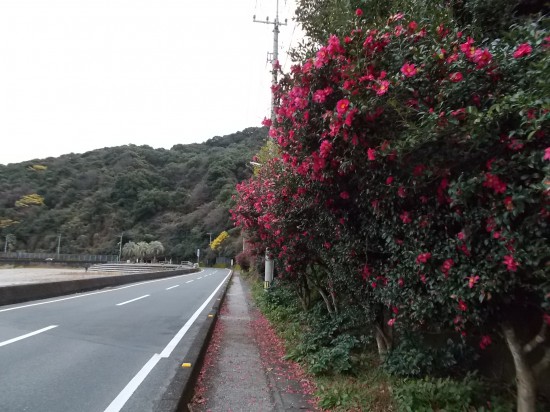 海岸に沿って椿の咲く美しい道を歩く。