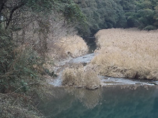 伊与川の水は、青が際立って見える。写真には上手く映らないが。
