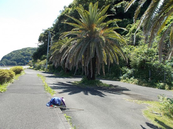 南国情緒漂う道の傍らで一休み。