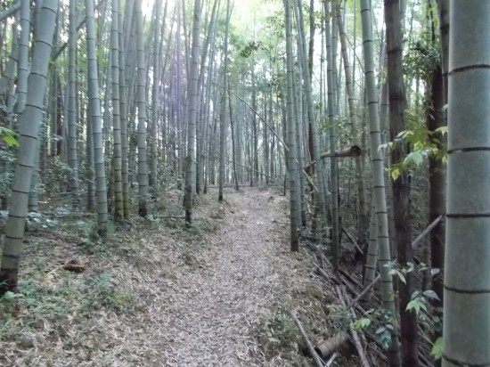 8:00頃、竹林の中を気分良く歩いた。