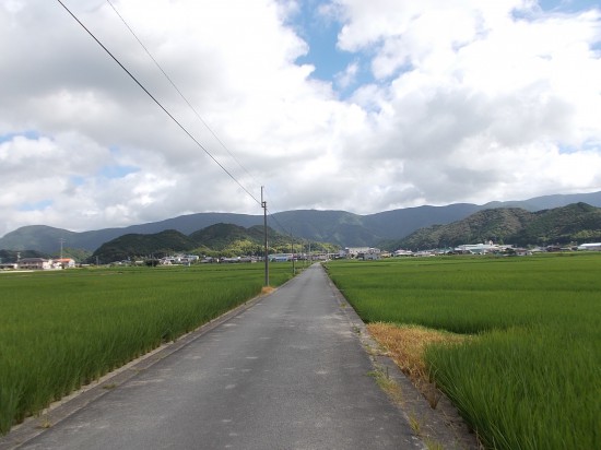 8:50田圃の中を通る遍路道。とにかく暑い!!