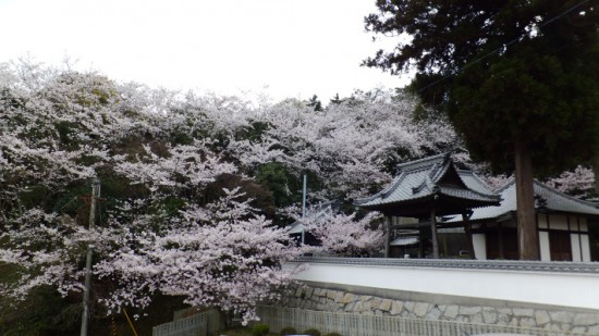 青木地蔵の納経所 円福寺は桜が満開でした