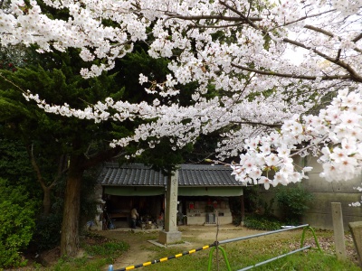 青木地蔵も桜が綺麗に咲いてました
