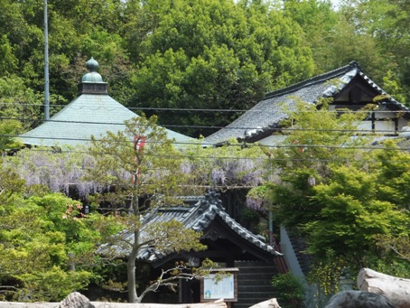 お寺の前に着くと、藤の花が・・・・あった(^^)