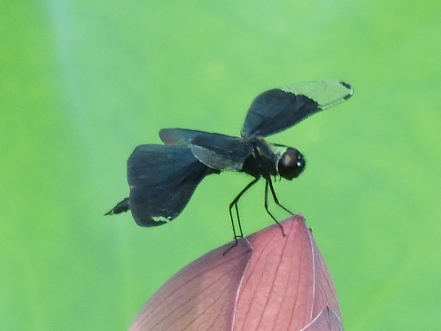 チョウトンボ(去年撮影)です  飛ぶ姿は独特で、それでいてどこかお寺に合ってる飛び方でした