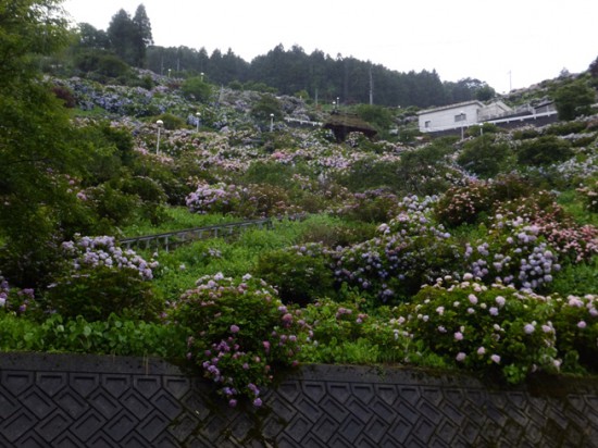 話には聞いてましたが、偶然通った新谷の紫陽花。　斜面に沢山の紫陽花が咲いてました。 キレイよりも凄い・・・。